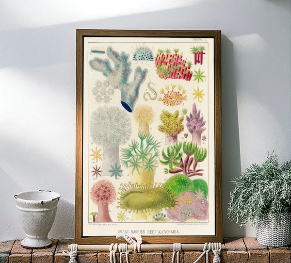 Vintage Illustration Wall Art - Great Barrier Reef Alcyonaria, Plate X